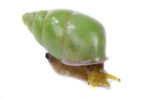 Edentulina martensi